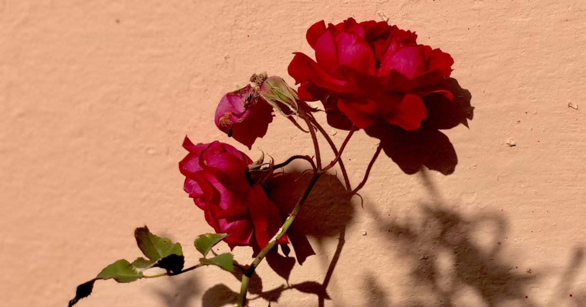Phool Hai Gulab ka Shayari