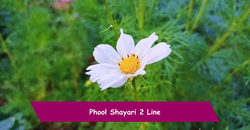 Phool Shayari 2 Line