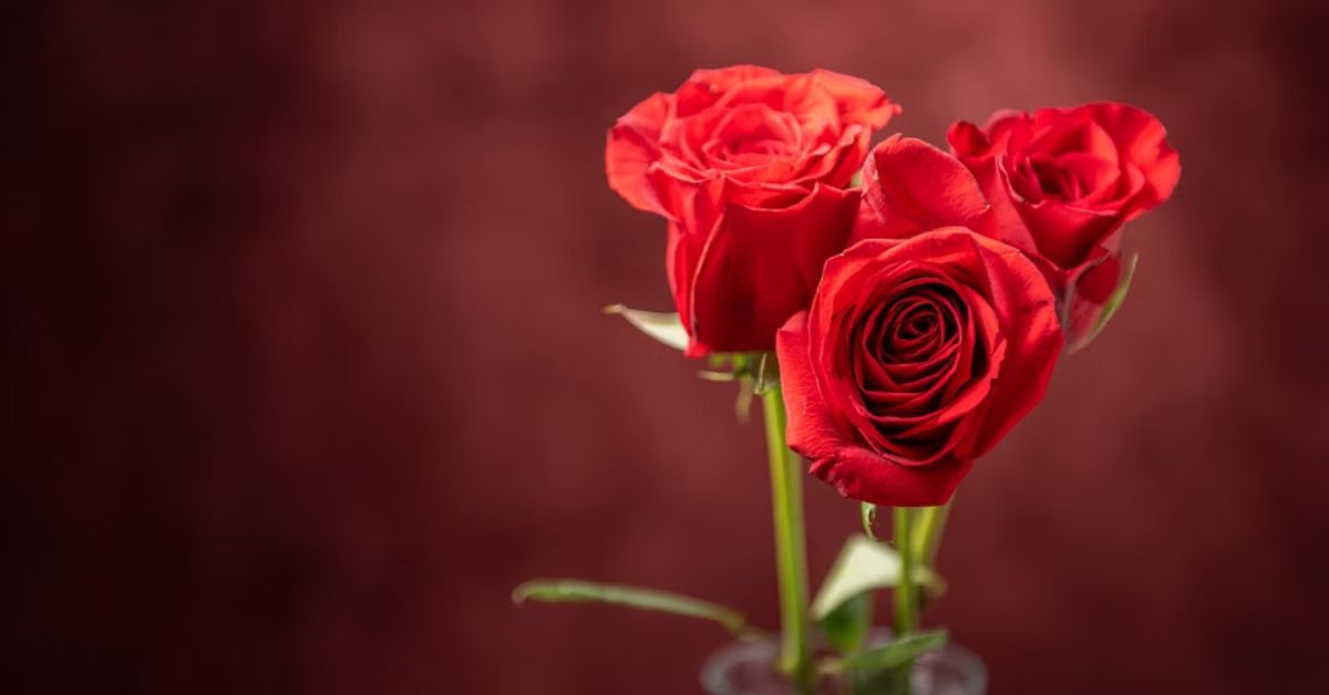 Dosti Gulab Shayari