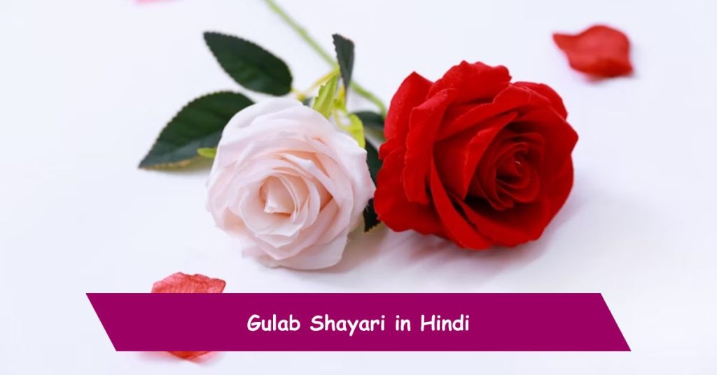 Gulab Shayari