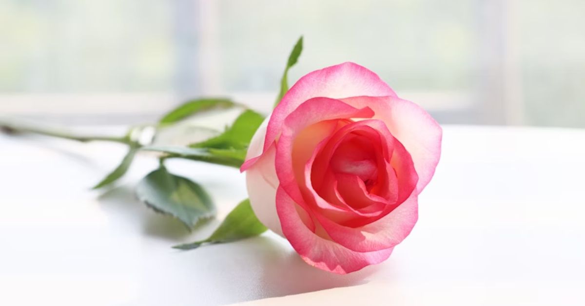 Gulab Shayari 2 Lines Hindi