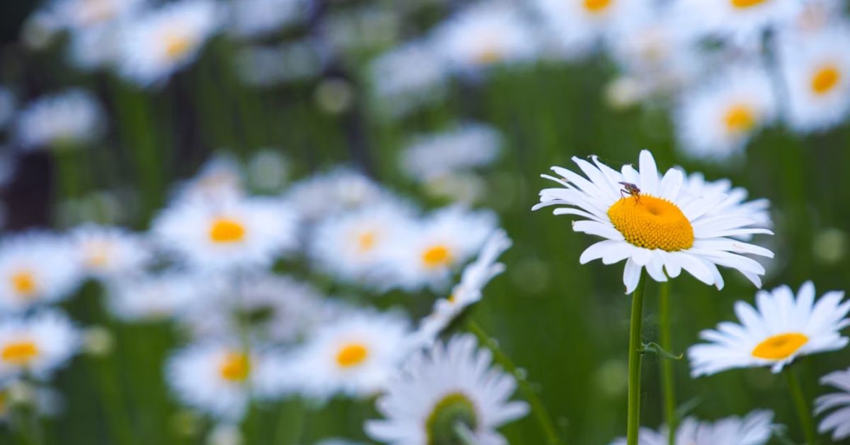 Nature Shayari in Hindi