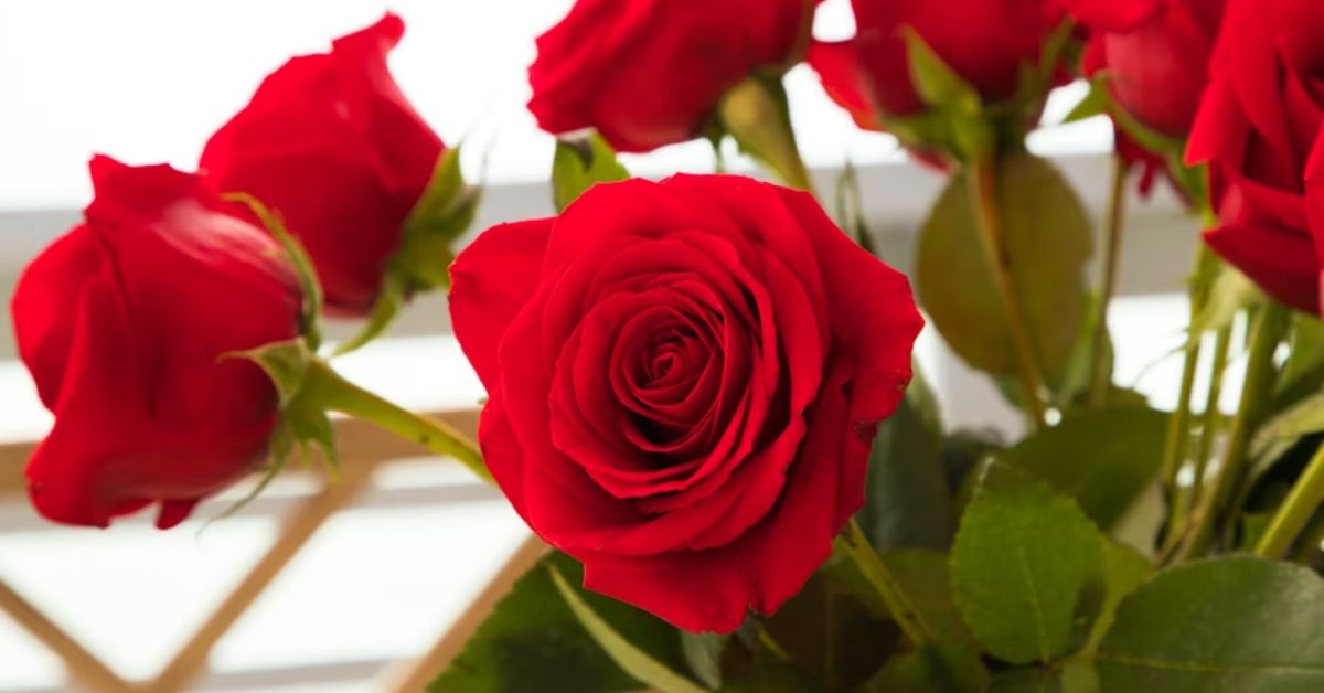 Phool Hai Gulab Ka Shayari